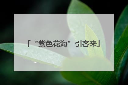 “紫色花海”引客来
