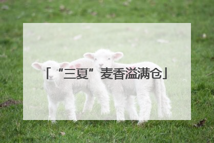 “三夏”麦香溢满仓