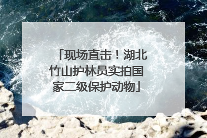 现场直击！湖北竹山护林员实拍国家二级保护动物