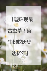 琥珀现最古虫草！寄生蚂蚁历史达亿年