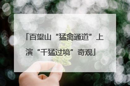 百望山“猛禽通道”上演“千猛过境”奇观