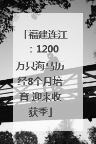 福建连江：1200万只海马历经8个月培育 迎来收获季