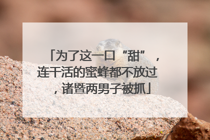 为了这一口“甜”，连干活的蜜蜂都不放过，诸暨两男子被抓