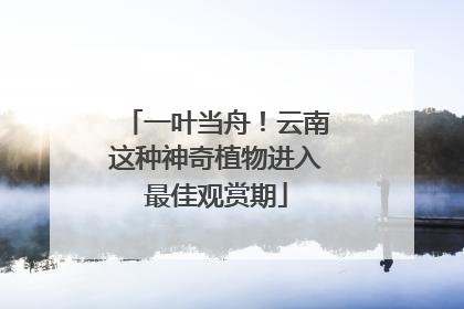 一叶当舟！云南这种神奇植物进入最佳观赏期