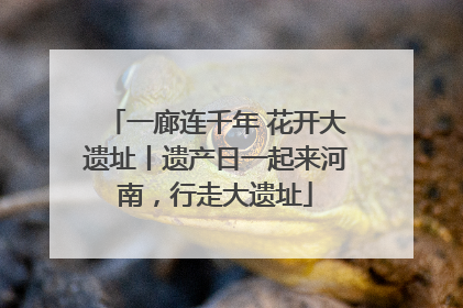 一廊连千年 花开大遗址丨遗产日一起来河南，行走大遗址
