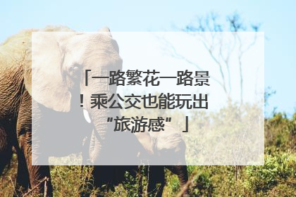 一路繁花一路景！乘公交也能玩出“旅游感”