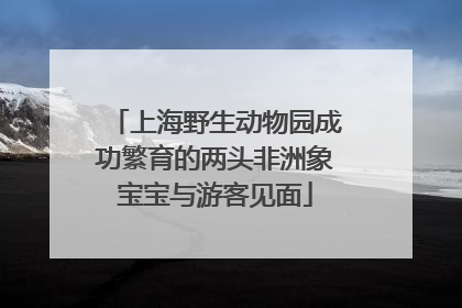 上海野生动物园成功繁育的两头非洲象宝宝与游客见面