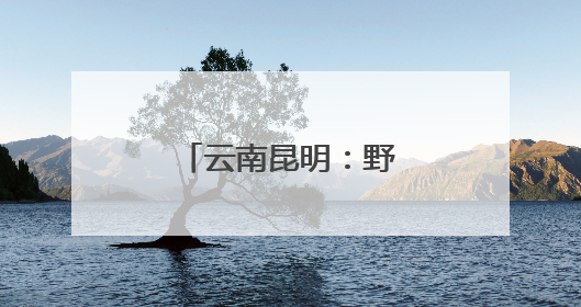 云南昆明：野生菌大量上市