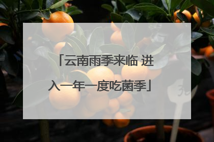 云南雨季来临 进入一年一度吃菌季