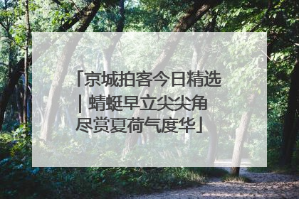 京城拍客今日精选｜蜻蜓早立尖尖角 尽赏夏荷气度华
