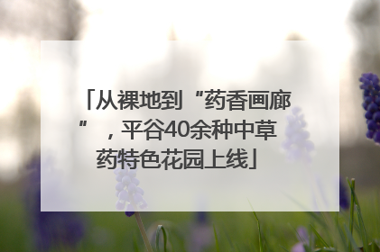 从裸地到“药香画廊”，平谷40余种中草药特色花园上线