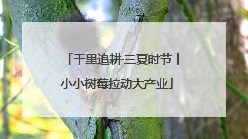 千里追耕·三夏时节丨小小树莓拉动大产业