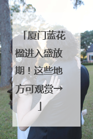 厦门蓝花楹进入盛放期！这些地方可观赏→