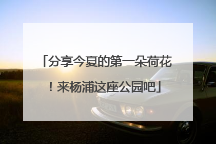分享今夏的第一朵荷花！来杨浦这座公园吧