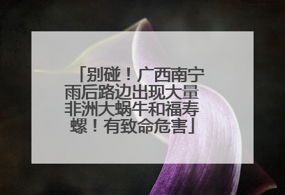 别碰！广西南宁雨后路边出现大量非洲大蜗牛和福寿螺！有致命危害