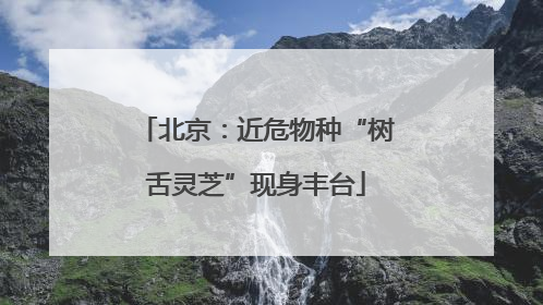 北京：近危物种“树舌灵芝”现身丰台