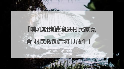 哺乳期猪獾溜进村民家觅食 村民救助后将其放生