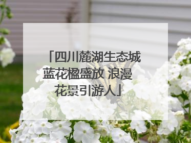 四川麓湖生态城蓝花楹盛放 浪漫花景引游人