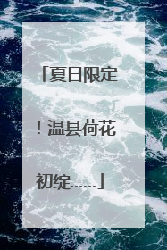 夏日限定！温县荷花初绽……