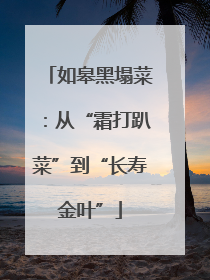 如皋黑塌菜：从“霜打趴菜”到“长寿金叶”