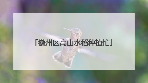 徽州区高山水稻种植忙