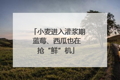 小麦进入灌浆期 蓝莓、西瓜也在抢“鲜”机