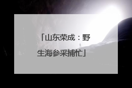 山东荣成：野生海参采捕忙