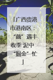 广西贵港市港南区：“藕”遇丰收季 泥中“掘金”忙