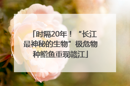 时隔20年！“长江最神秘的生物”极危物种鳤鱼重现赣江