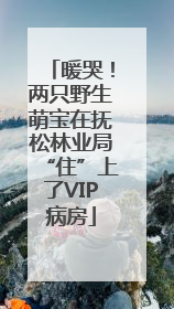 暖哭！两只野生萌宝在抚松林业局“住”上了VIP病房