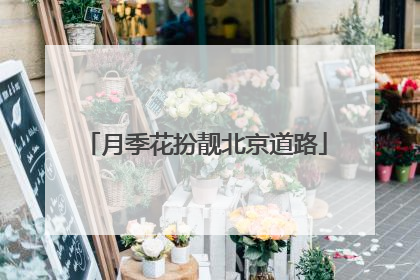 月季花扮靓北京道路