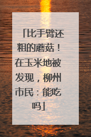 比手臂还粗的蘑菇！在玉米地被发现，柳州市民：能吃吗