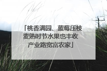 桃香满园、蓝莓压枝 麦熟时节水果也丰收 产业路宽富农家