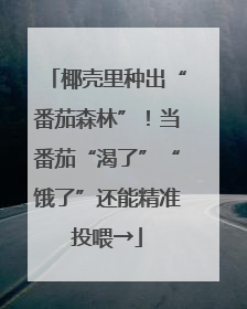 椰壳里种出“番茄森林”！当番茄“渴了”“饿了”还能精准投喂→