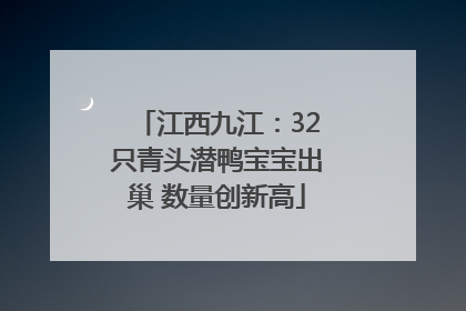 江西九江：32只青头潜鸭宝宝出巢 数量创新高