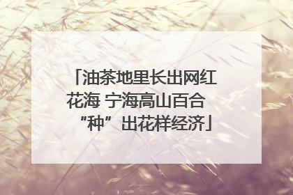 油茶地里长出网红花海 宁海高山百合“种”出花样经济