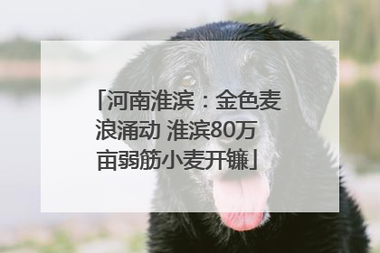 河南淮滨：金色麦浪涌动 淮滨80万亩弱筋小麦开镰