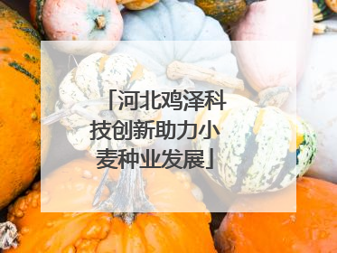河北鸡泽科技创新助力小麦种业发展