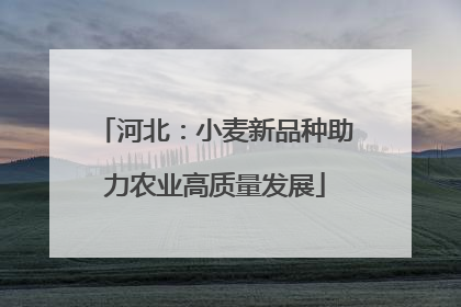 河北：小麦新品种助力农业高质量发展