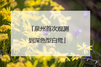 泉州首次观测到深色型白鹭