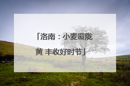 洛南：小麦覆陇黄 丰收好时节