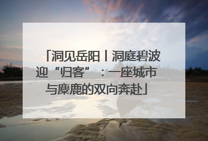 洞见岳阳丨洞庭碧波迎“归客”：一座城市与麋鹿的双向奔赴