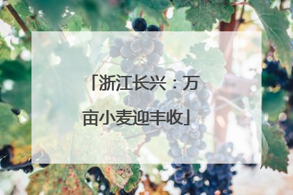 浙江长兴：万亩小麦迎丰收