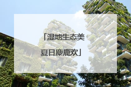 湿地生态美 夏日麋鹿欢