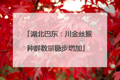 湖北巴东：川金丝猴种群数量稳步增加