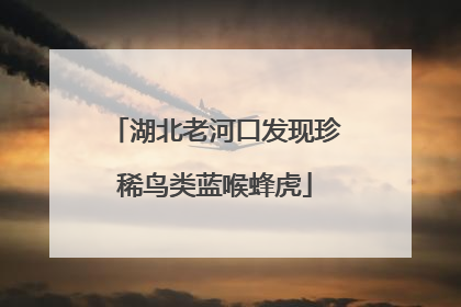 湖北老河口发现珍稀鸟类蓝喉蜂虎