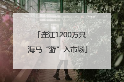 连江1200万只海马“游”入市场