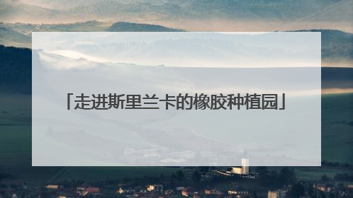 走进斯里兰卡的橡胶种植园