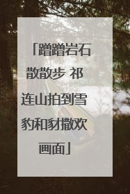 蹭蹭岩石散散步 祁连山拍到雪豹和豺撒欢画面