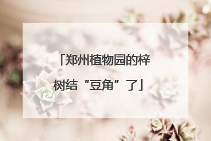 郑州植物园的梓树结“豆角”了
